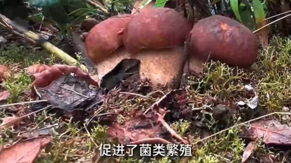 淘优配 种类900+ 为什么云南有这么多种蘑菇？